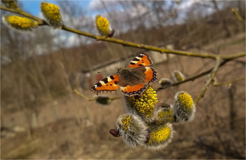 Фотографія Сонцевик кропив'яний (Aglais urticae)-перший метелик цієї весни / Павел Хмур / photographers.ua