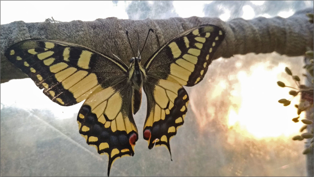 Фотографія Косатець Махаон (Papilio machaon) / Павел Хмур / photographers.ua