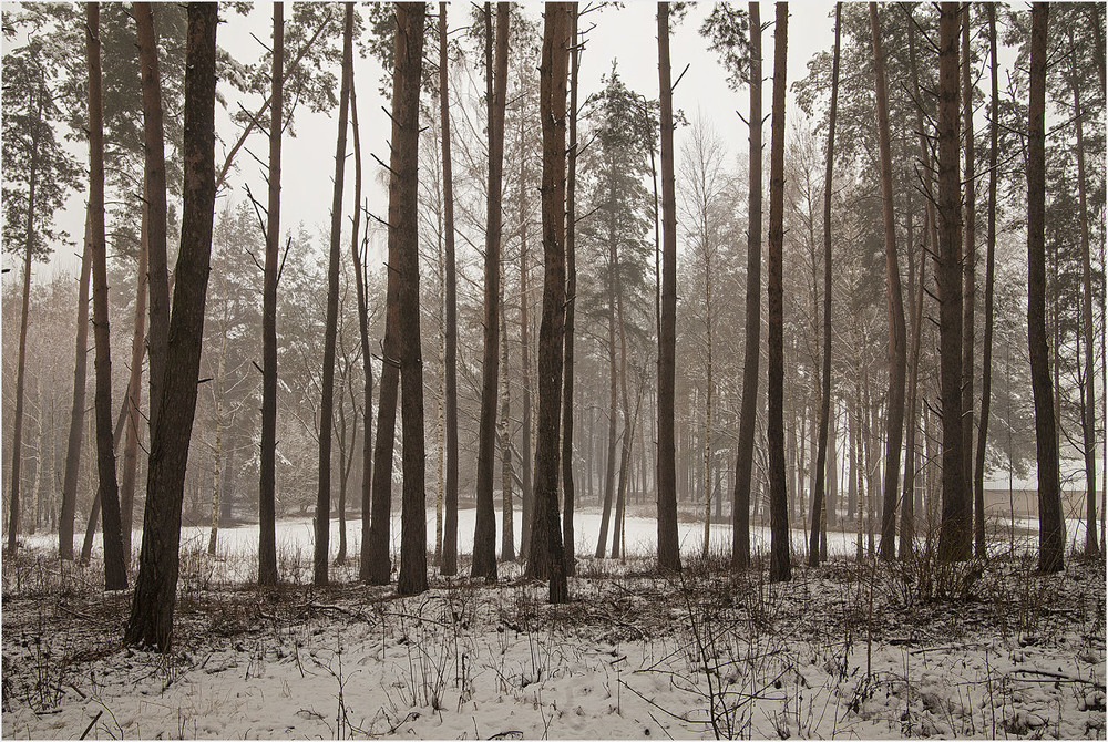 Фотографія ліс взимку / Павел Хмур / photographers.ua