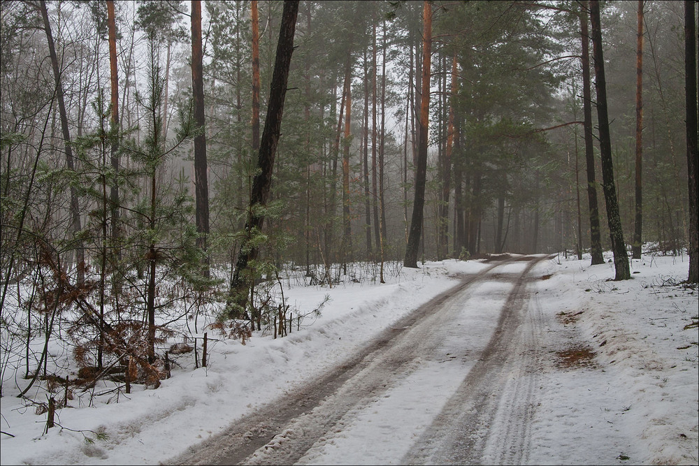 Фотографія відлига в лісі - III / Павел Хмур / photographers.ua