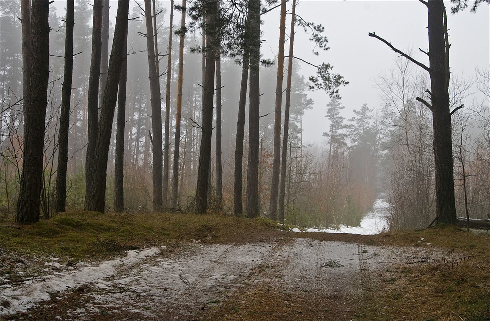 Фотографія відлига в лісі / Павел Хмур / photographers.ua