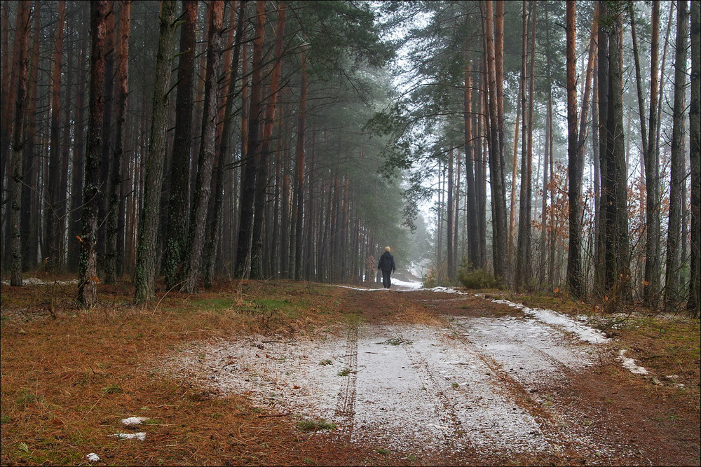 Фотографія відлига в лісі - II / Павел Хмур / photographers.ua