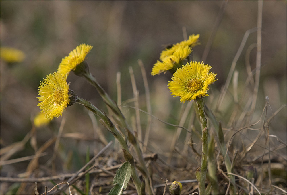 Фотографія перші весняні квіточки / Павел Хмур / photographers.ua
