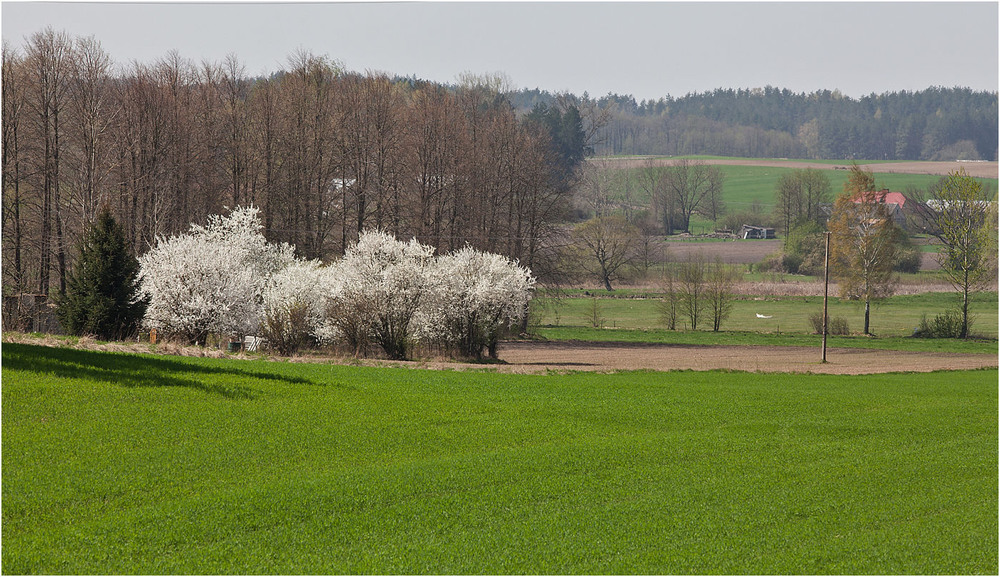 Фотографія весна в селі -  2 / Павел Хмур / photographers.ua