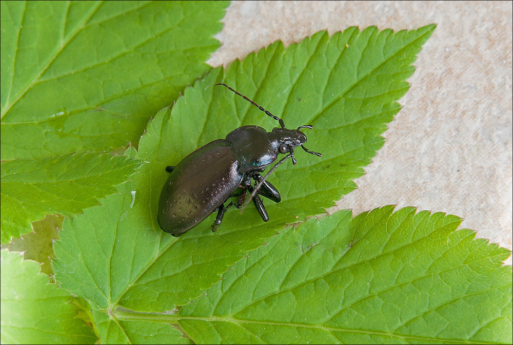 Фотографія Carabus nemoralis / Павел Хмур / photographers.ua