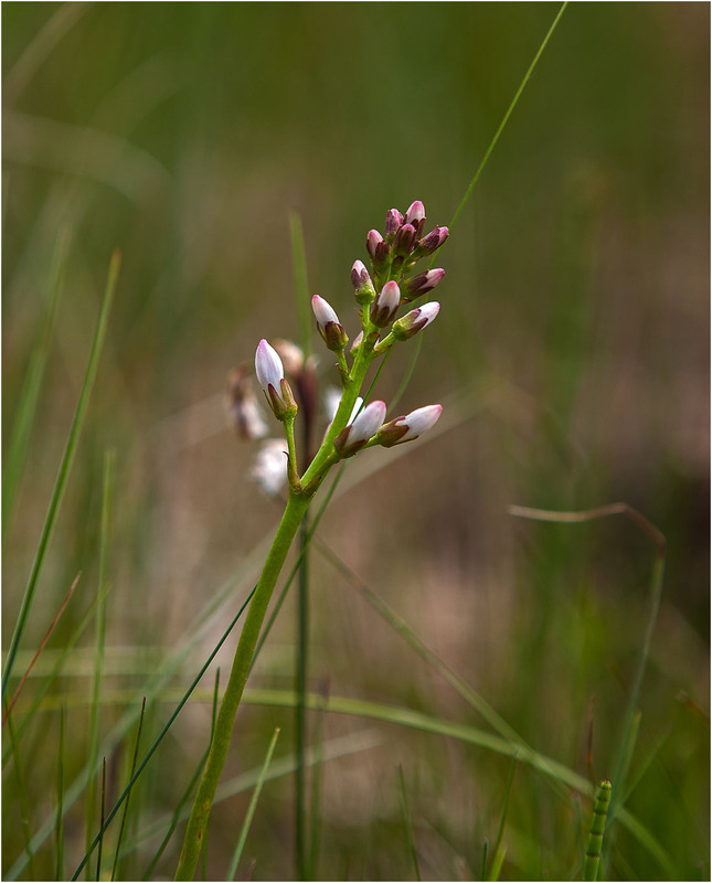 Фотографія Бобівник трилистий (Menyanthes trifoliata L.) / Павел Хмур / photographers.ua