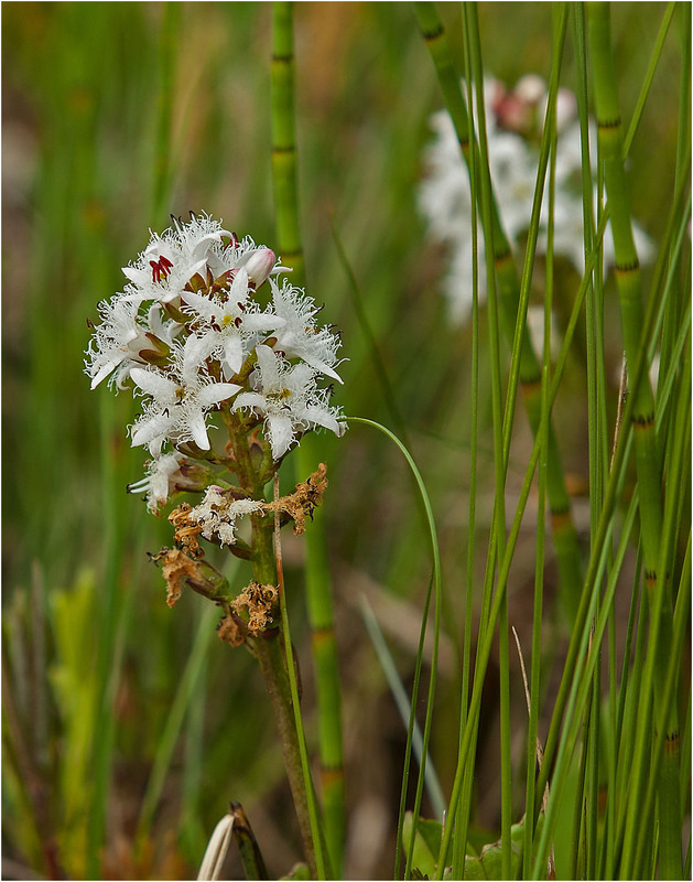 Фотографія Бобівник трилистий (Menyanthes trifoliata L.) / Павел Хмур / photographers.ua