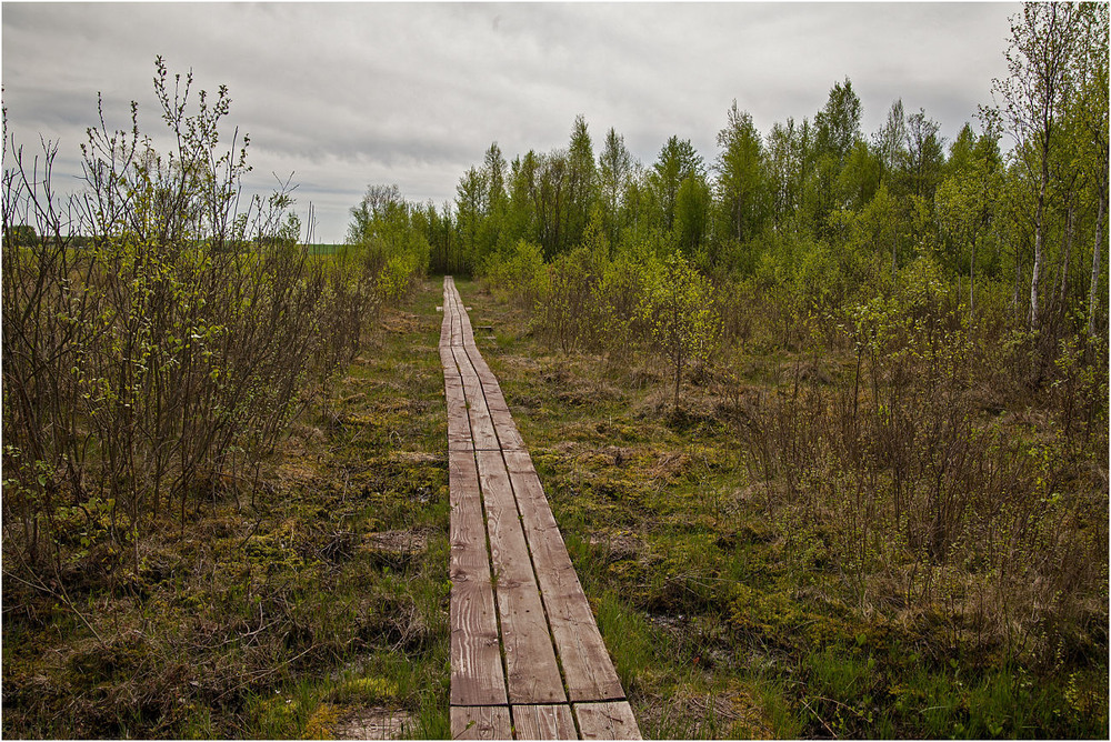 Фотографія на болоті / Павел Хмур / photographers.ua