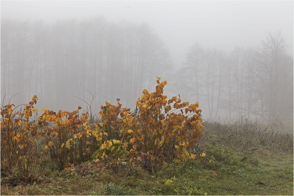 Фотографія туманний ранок / Павел Хмур / photographers.ua