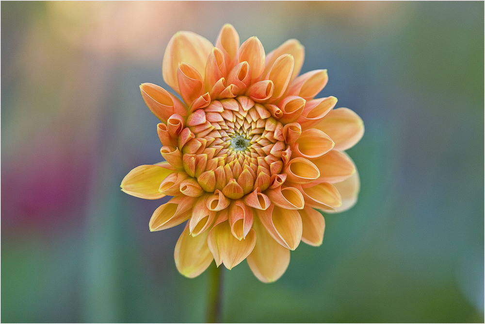 Фотографія осіння квітка / Павел Хмур / photographers.ua
