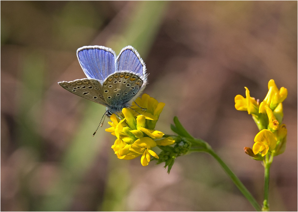 Фотографія голубянка Икар (лат. Polyommatus icarus) / Павел Хмур / photographers.ua