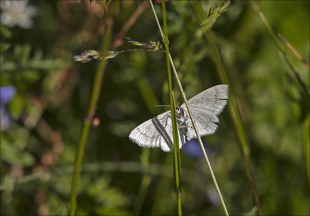 Фотографія Eupithecia immundata / Павел Хмур / photographers.ua