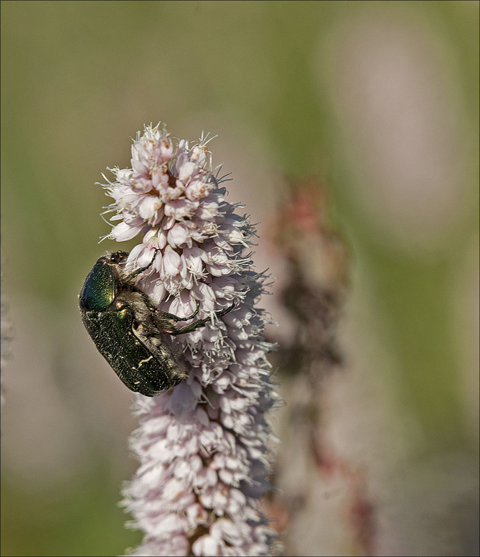 Фотографія Бронзівка гладка (Protaetia aeruginosa) / Павел Хмур / photographers.ua