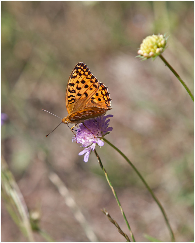 Фотографія Перлівець Селена (Boloria selene) / Павел Хмур / photographers.ua