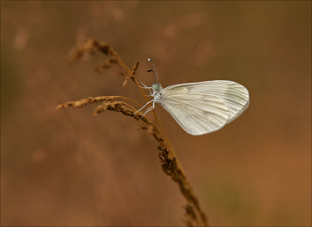 Фотографія Білюшок гірчичник (Leptidea sinapis) / Павел Хмур / photographers.ua