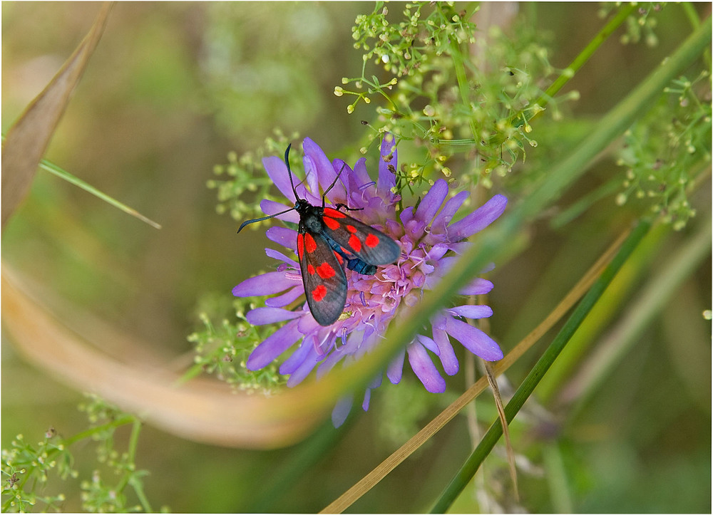 Фотографія Пестрянка клеверная Zygaena trifolii / Павел Хмур / photographers.ua