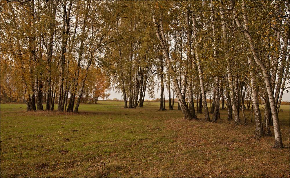 Фотографія осінні берези / Павел Хмур / photographers.ua