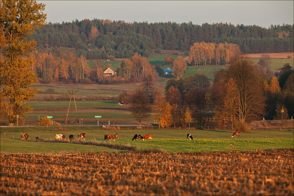Фотографія осинь за селом / Павел Хмур / photographers.ua