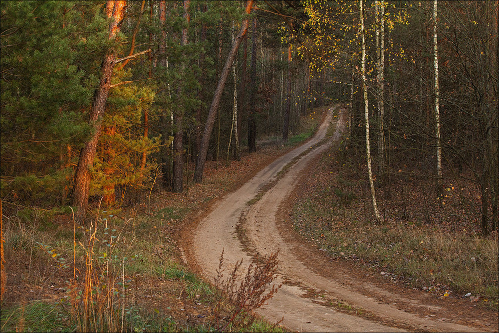 Фотографія дорога в ліс / Павел Хмур / photographers.ua