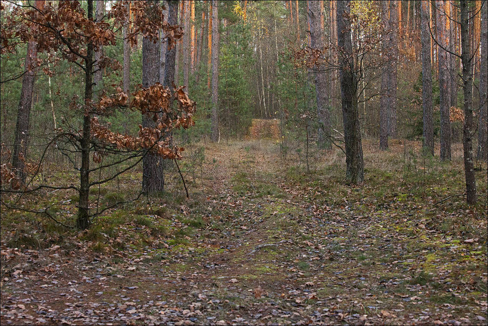 Фотографія осінь прийшла в ліс - 4 / Павел Хмур / photographers.ua