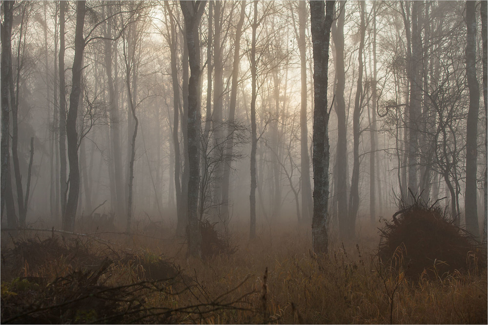 Фотографія в туманi / Павел Хмур / photographers.ua