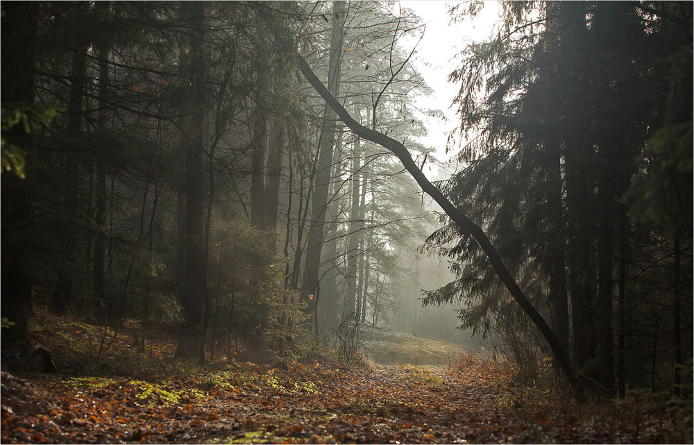 Фотографія ліс в тумані - II / Павел Хмур / photographers.ua