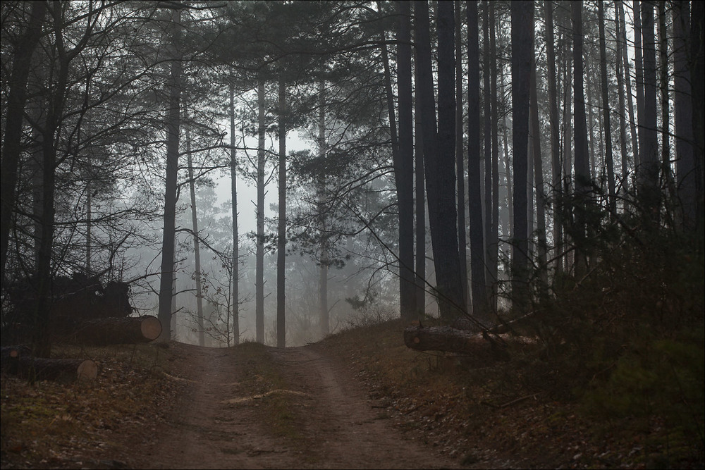 Фотографія грудень в нашому лісі - VII / Павел Хмур / photographers.ua