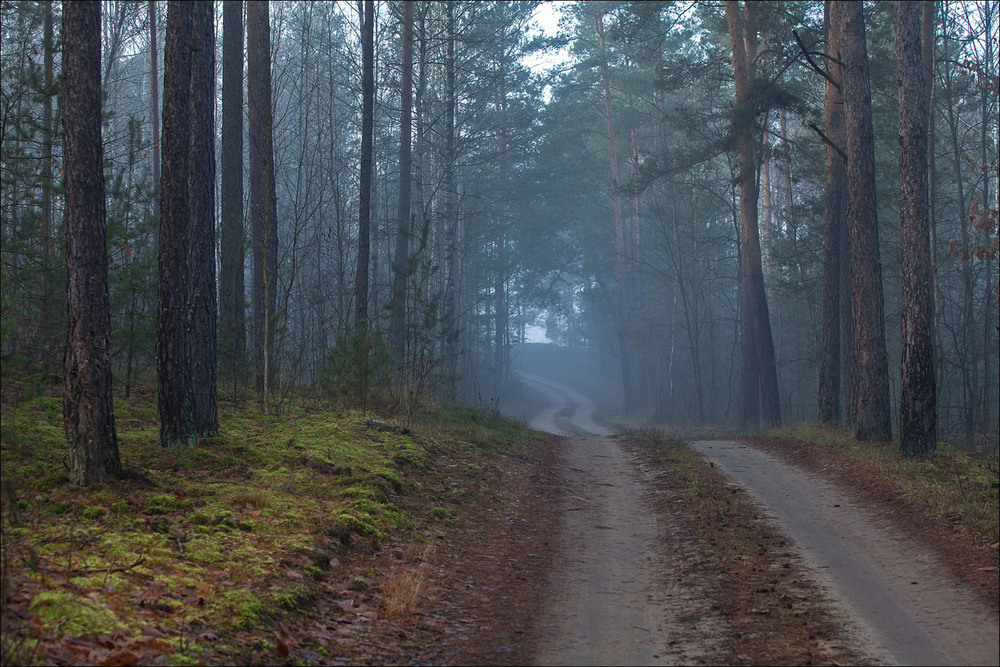 Фотографія грудень в нашому лісі - IV / Павел Хмур / photographers.ua