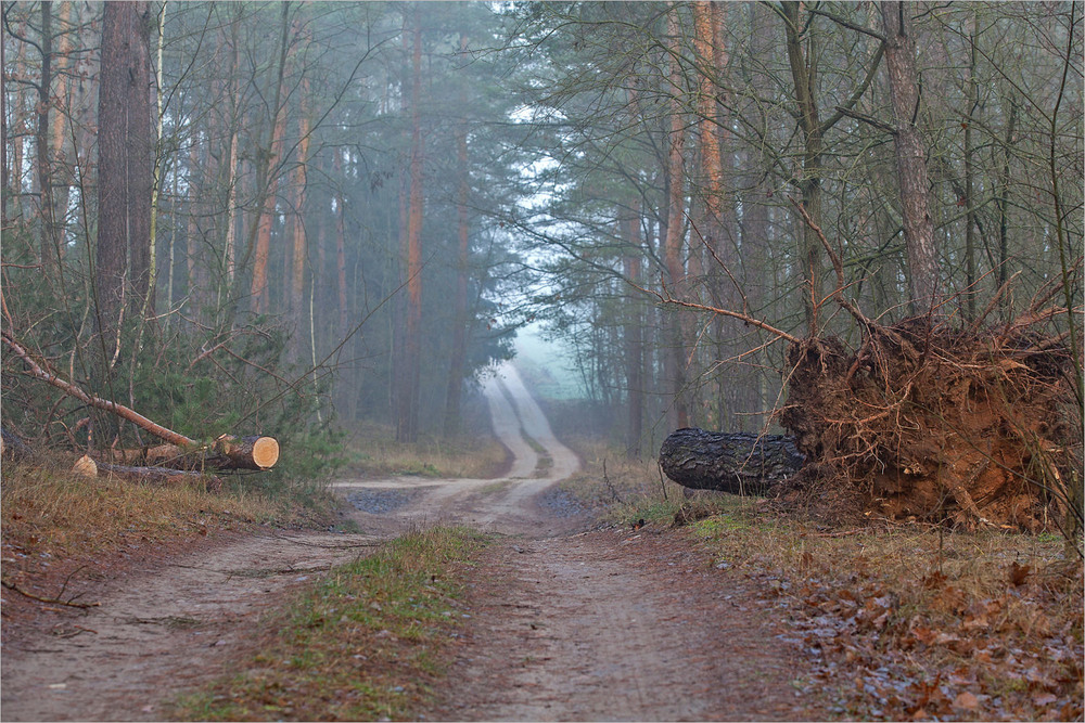 Фотографія грудень в нашому лісі - V / Павел Хмур / photographers.ua