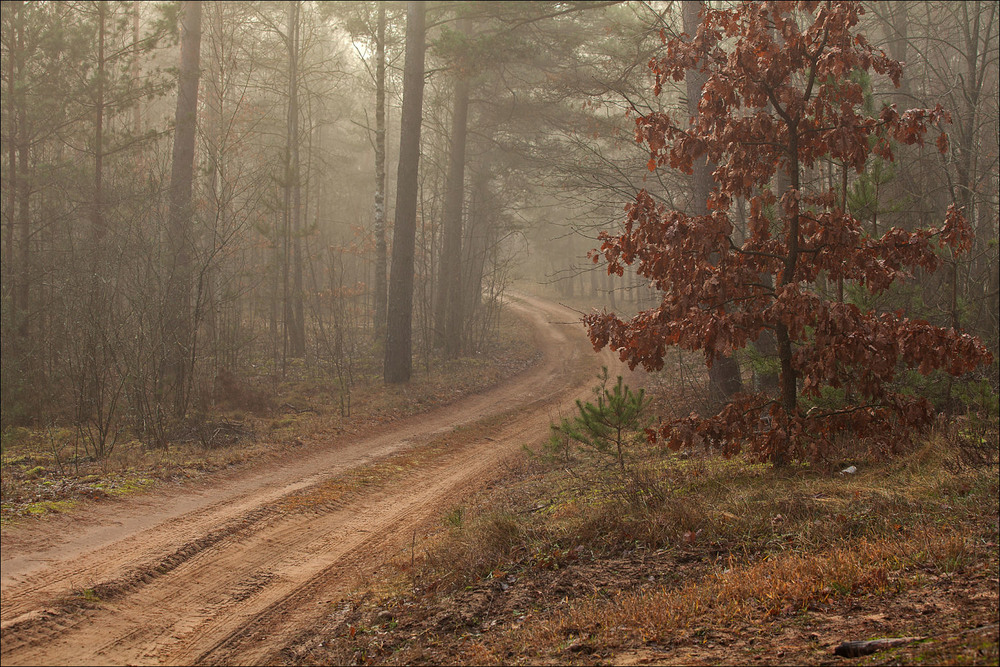 Фотографія грудень в нашому лісі / Павел Хмур / photographers.ua