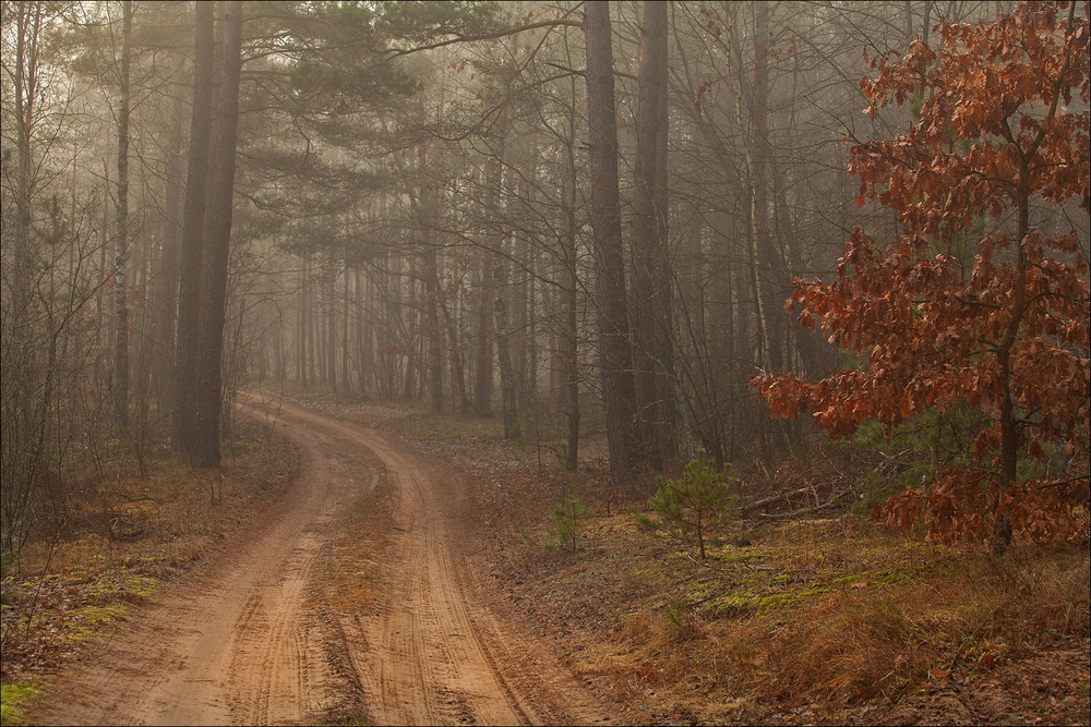 Фотографія грудень в нашому лісі - IV / Павел Хмур / photographers.ua