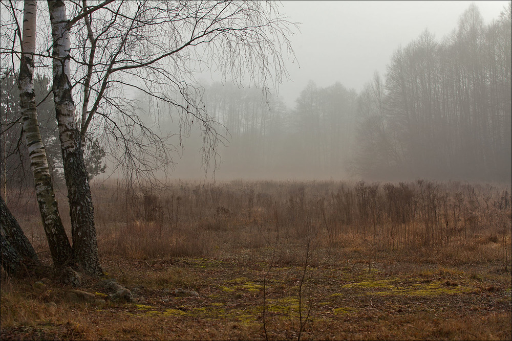 Фотографія грудень в нашому лісі / Павел Хмур / photographers.ua