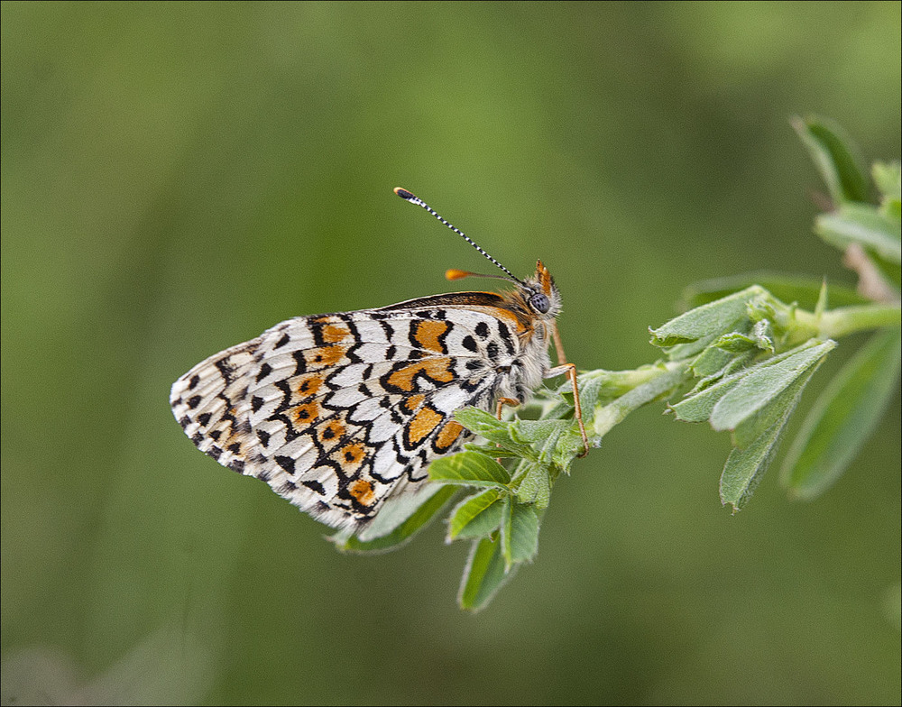 Фотографія Рябець рудий (Melitaea cinxia) / Павел Хмур / photographers.ua