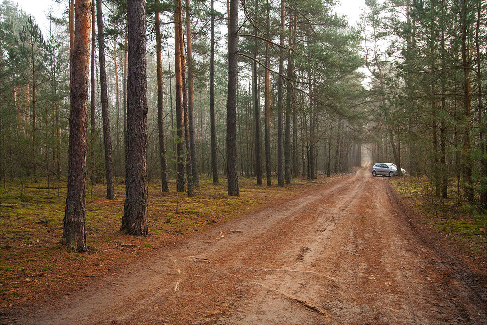 Фотографія грудень в нашому лісі - VI / Павел Хмур / photographers.ua