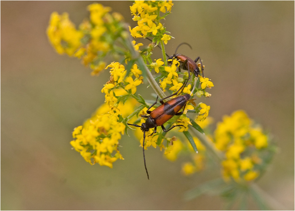 Фотографія Перевязанная лептура  (Stenurella bifasciata) / Павел Хмур / photographers.ua