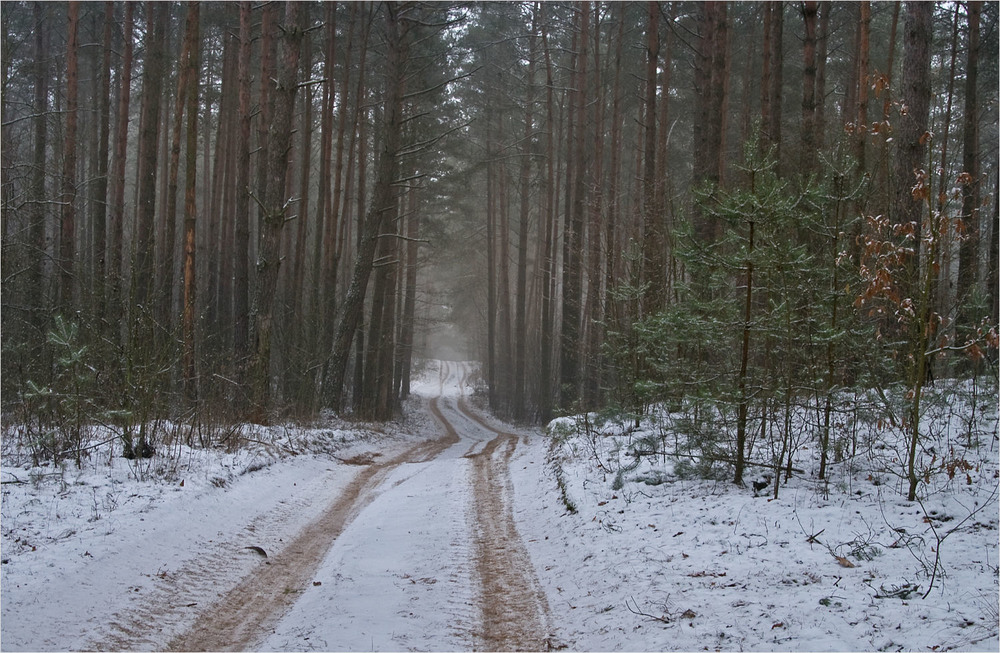 Фотографія у лісі відлига / Павел Хмур / photographers.ua