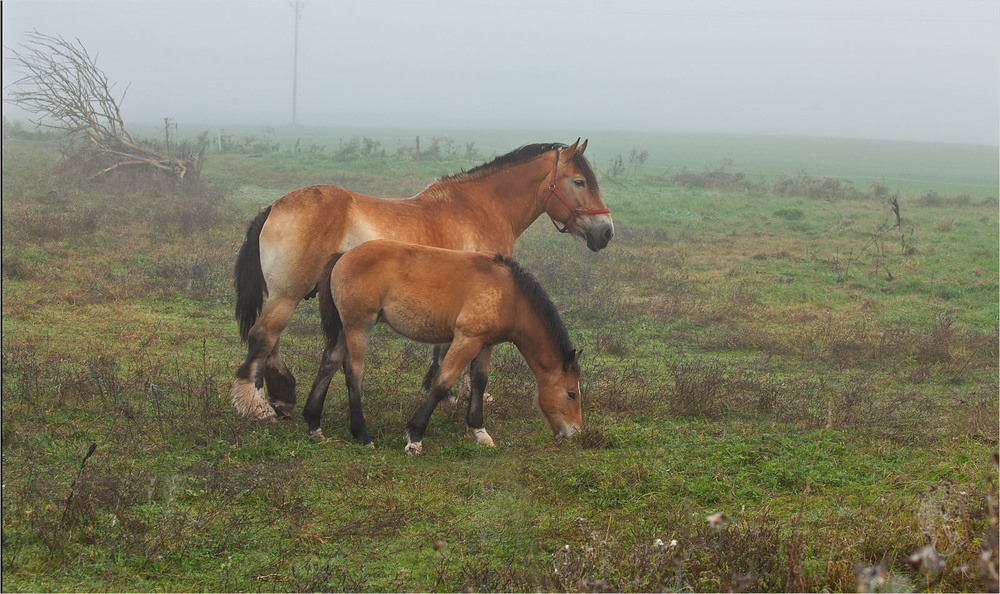 Фотографія коні в тумані / Павел Хмур / photographers.ua