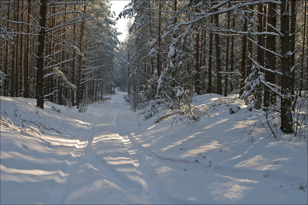 Фотографія січневий день в лісі / Павел Хмур / photographers.ua