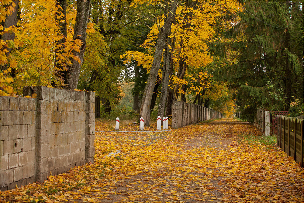 Фотографія осінній листопад / Павел Хмур / photographers.ua