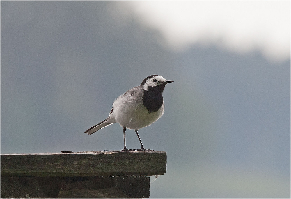 Фотографія Плиска бі́ла (Motacilla alba Linnaeus, 1758) / Павел Хмур / photographers.ua