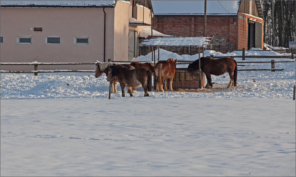 Фотографія морозний вечір / Павел Хмур / photographers.ua