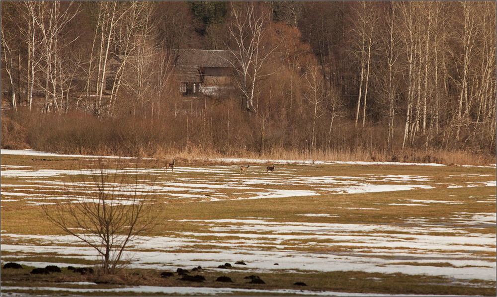 Фотографія сарни  на пасовищі / Павел Хмур / photographers.ua