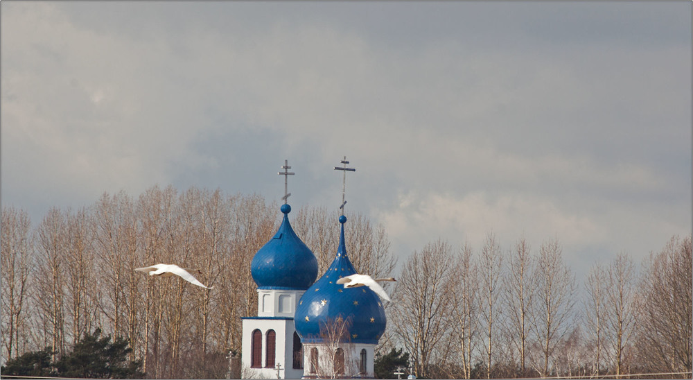 Фотографія лебеди и купола / Павел Хмур / photographers.ua