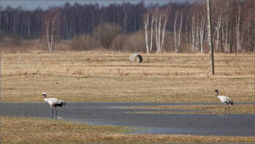 Фотографія пара журавлів на весняному перельоті / Павел Хмур / photographers.ua