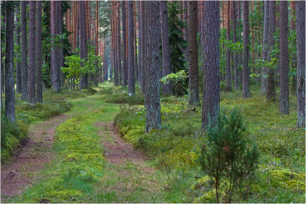 Фотографія в лесу / Павел Хмур / photographers.ua