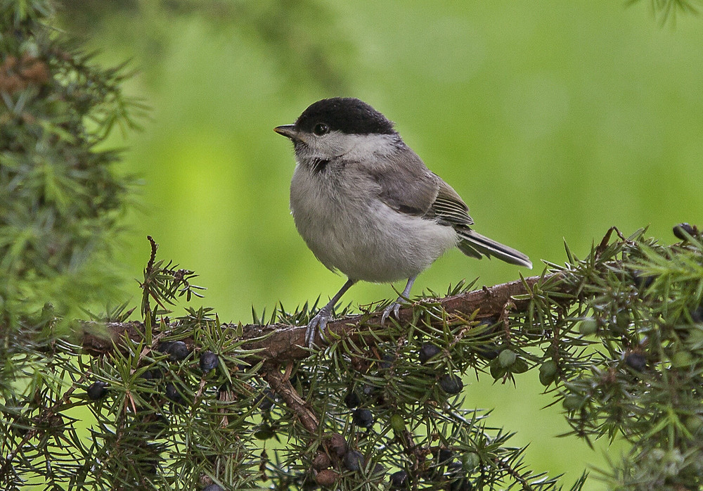 Фотографія гаїчка чорноголова (Poecile montanus) / Павел Хмур / photographers.ua