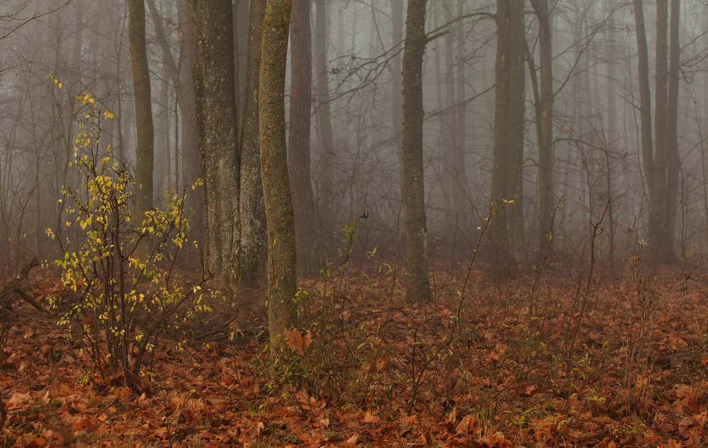 Фотографія дерева в уранішньому тумані / Павел Хмур / photographers.ua