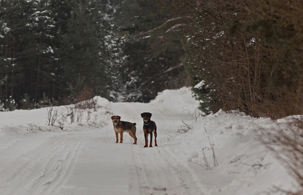 Фотографія собакам сніг і мороз не заважають / Павел Хмур / photographers.ua