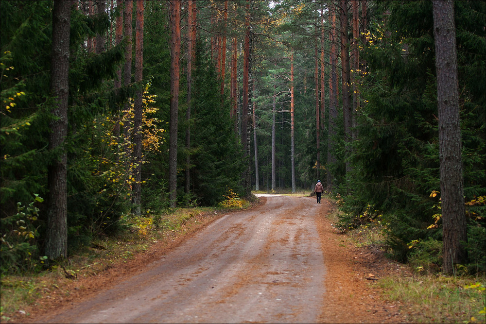 Фотографія восени в лісі / Павел Хмур / photographers.ua