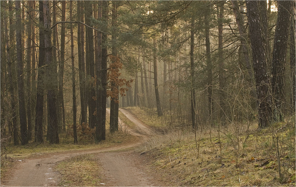 Фотографія у лісі / Павел Хмур / photographers.ua